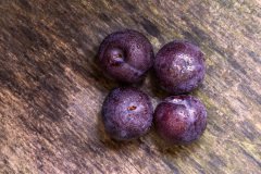Fresh Purple Plums on Rustic Wood