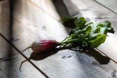 A single freshly washed French breakfast radish with green leaves lying on weathered wood in directional light