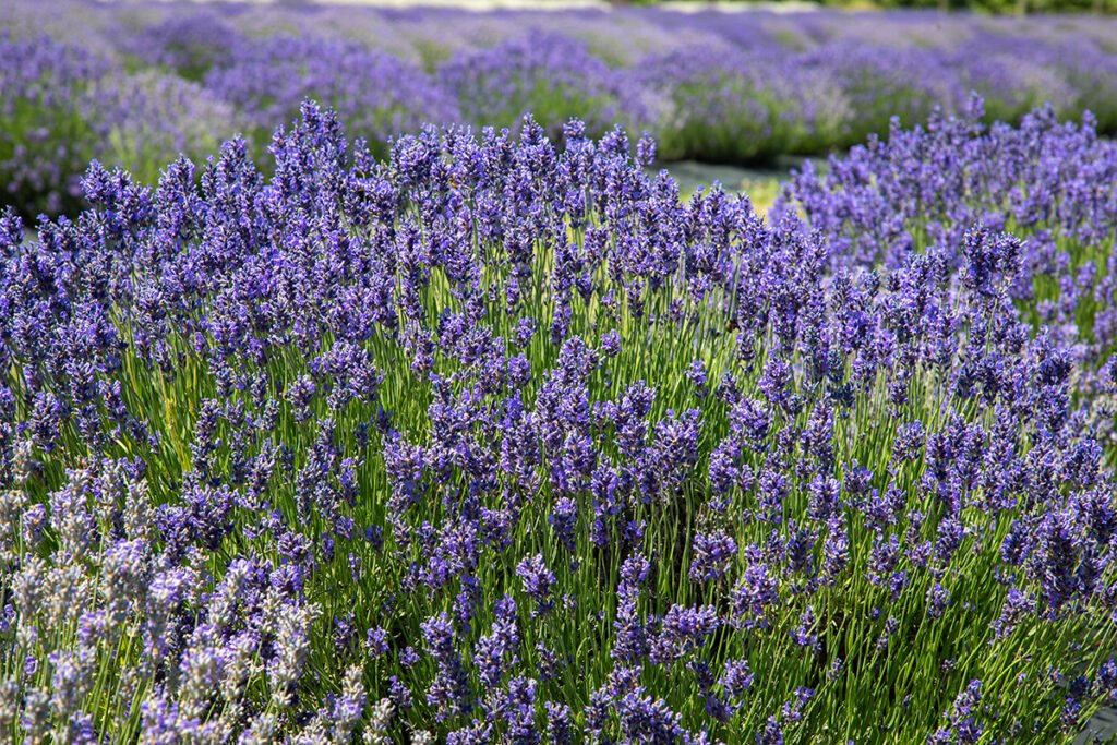 Rows of purple and white lavender in bloom at a Niagara, Ontario lavender field