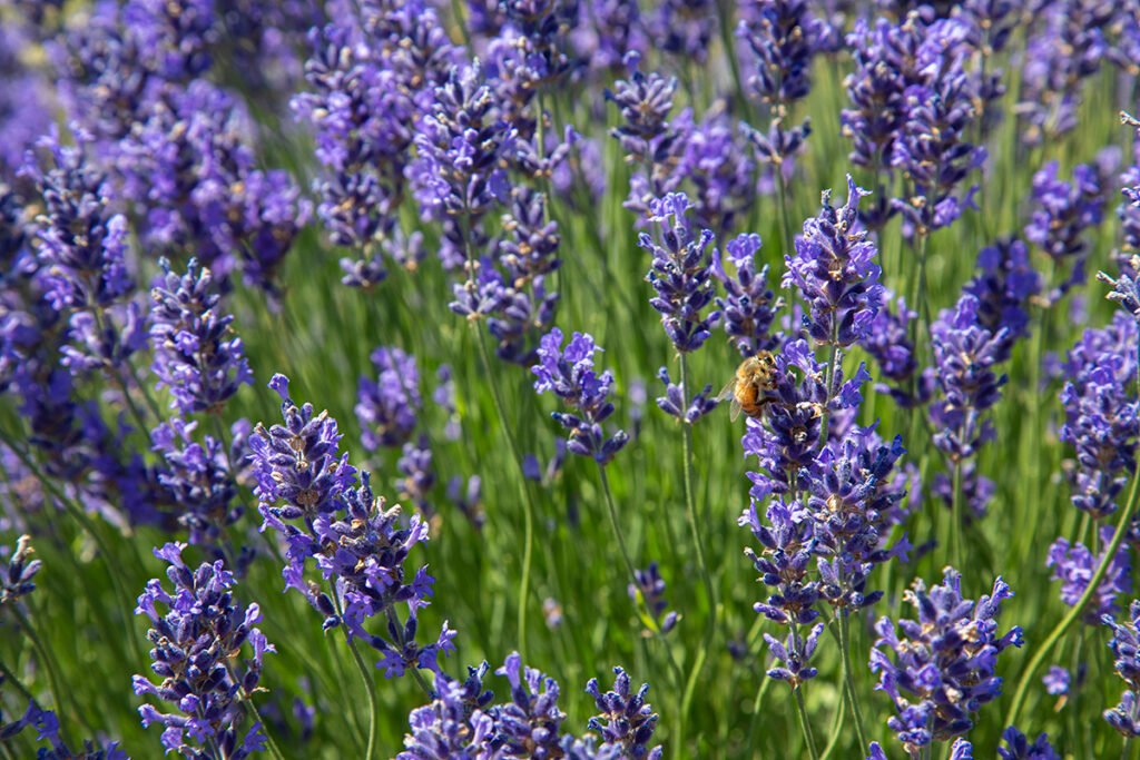 Honeybee gathering pollen on a purple lavender stem in a Niagara, Ontario field