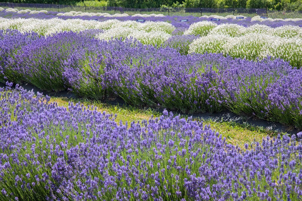 Rows of purple and white lavender in bloom at a Niagara, Ontario lavender field