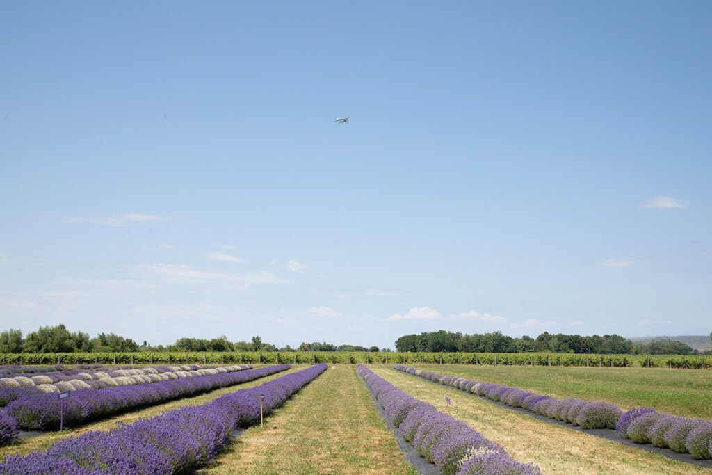Rows of lavender leading toward a vineyard under a blue sky in Niagara, Ontario