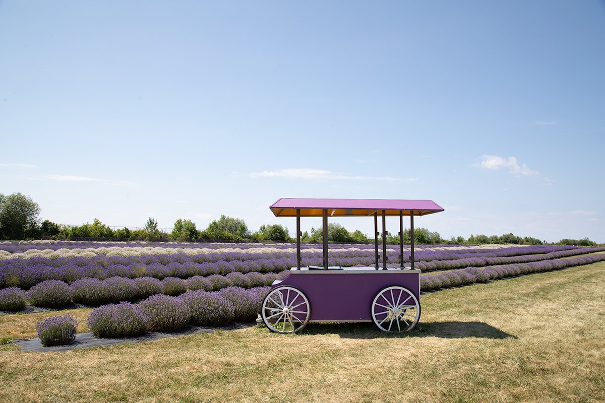 A Morning in the Lavender Rows of Niagara