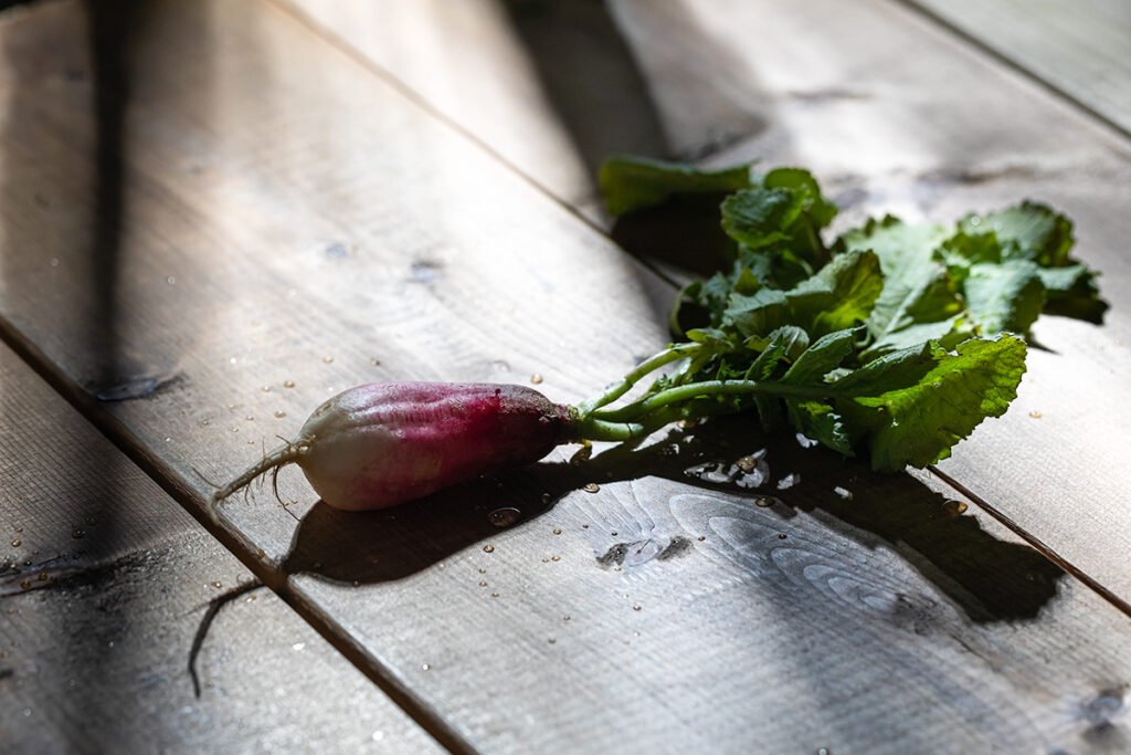 A single freshly washed French breakfast radish with green leaves lying on weathered wood in directional light