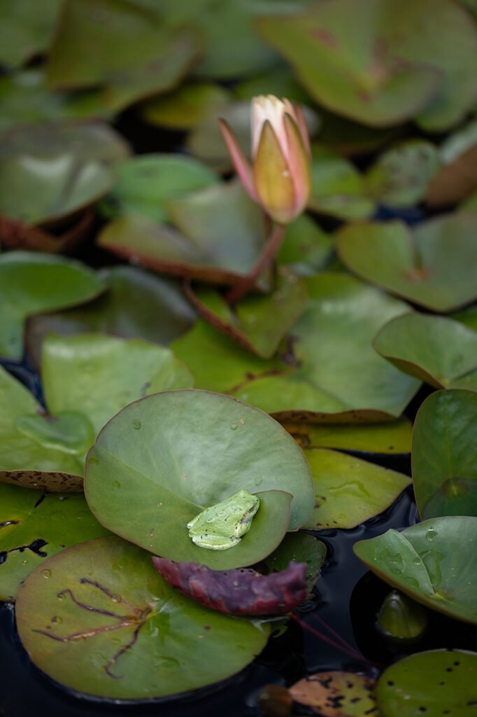 Gray treefrog resting on a lily pad below a pink water lily bud at the Royal Botanical Gardens, Burlington, Ontario