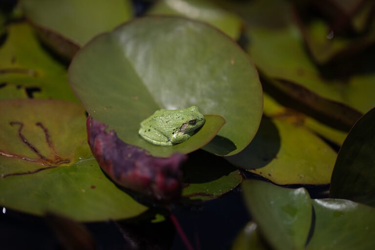 Gray treefrog resting on a green water lily pad at the Royal Botanical Gardens in Burlington, Ontario