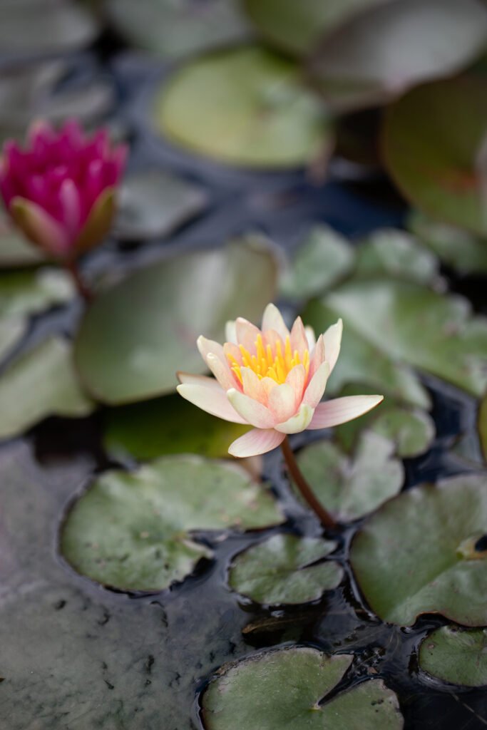 Soft peach and pink water lily with a bright yellow center blooming above a pond, with a magenta water lily and green lily pads in the background