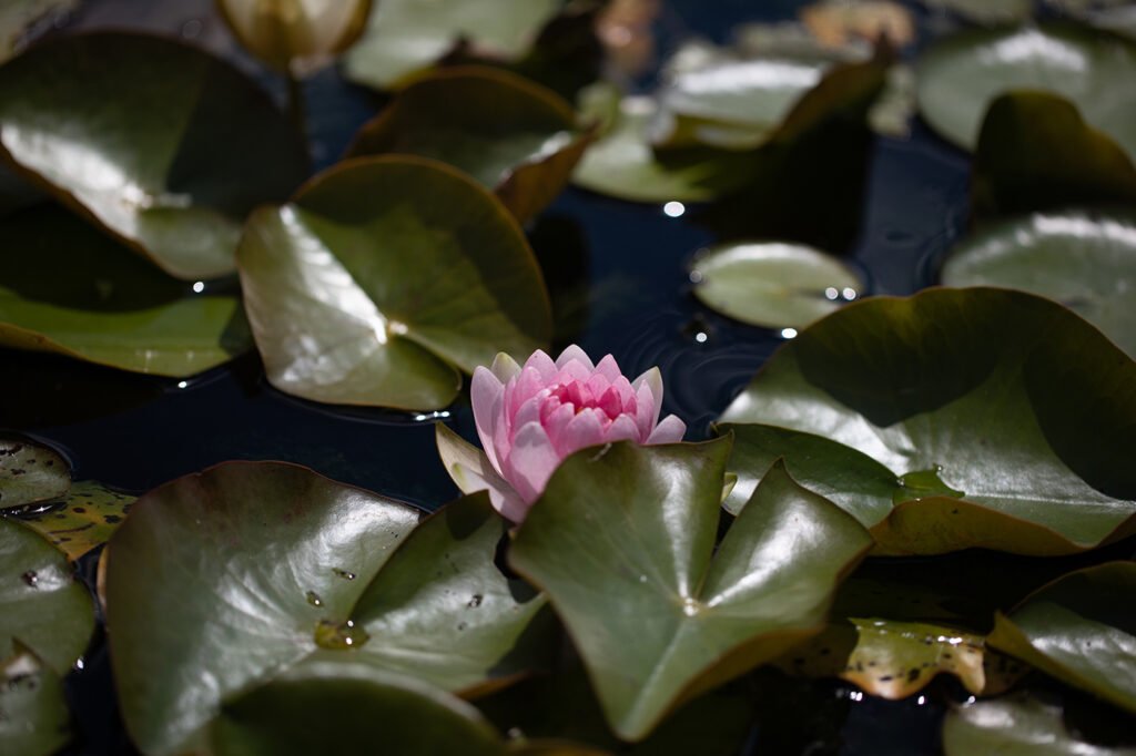 ink water lily in bloom floating among green lily pads at the Royal Botanical Gardens in Burlington, Ontario
