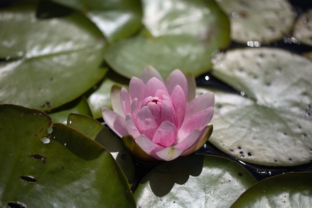 Pink water lily beginning to open on glossy green lily pads at the Royal Botanical Gardens, Burlington, Ontario