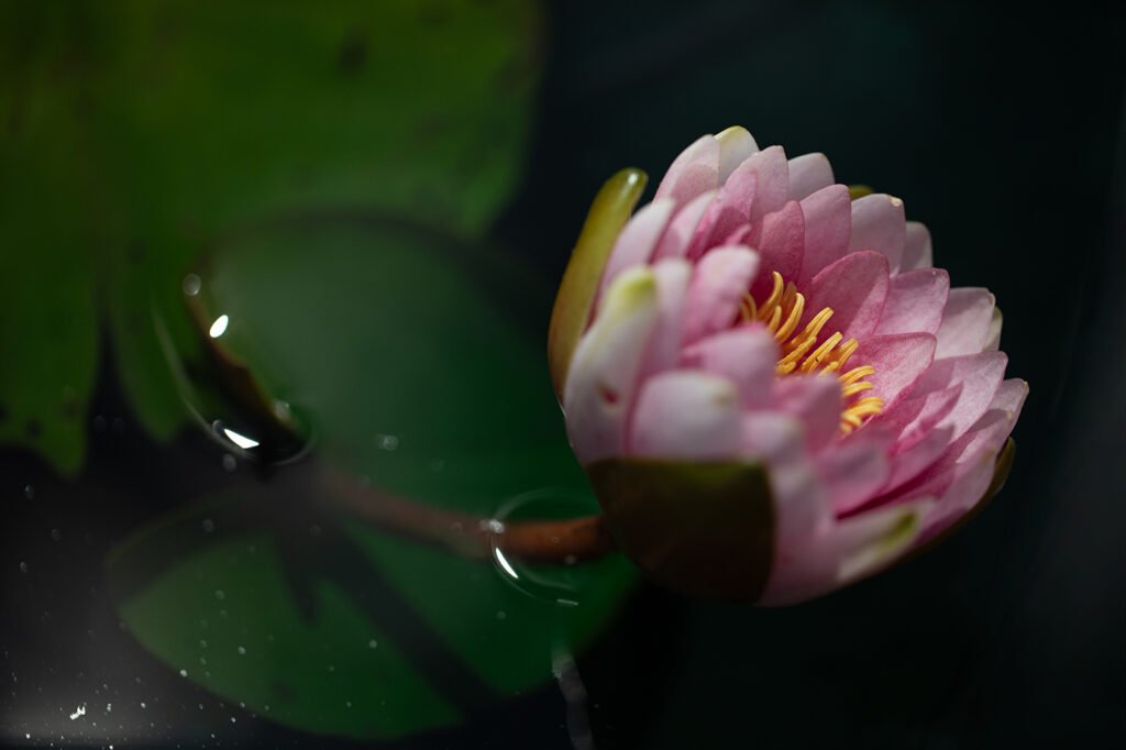 Pink water lily glowing against dark water and shadowed lily pads at the Royal Botanical Gardens, Burlington, Ontario