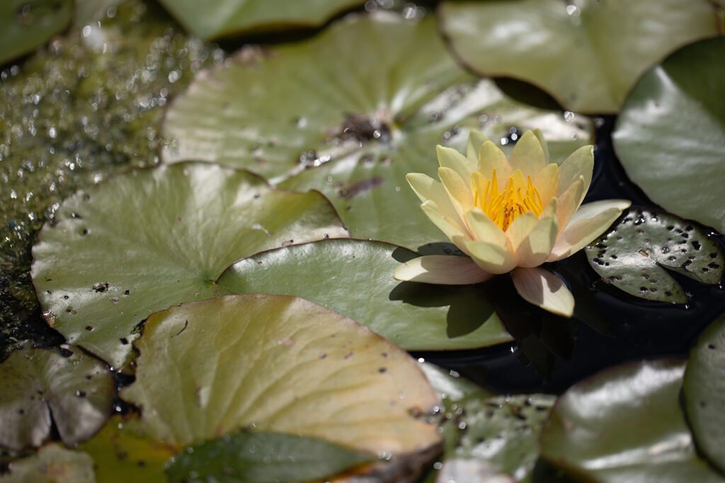 Yellow water lily in bloom among sunlit green lily pads at the Royal Botanical Gardens, Burlington, Ontario