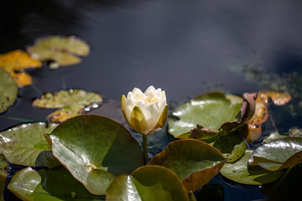 Cream-coloured water lily blooming above dark still water, surrounded by green and bronze lily pads in an Ontario pond