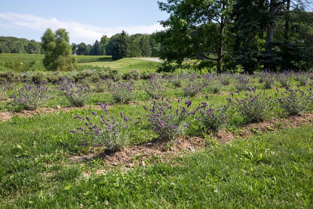 Rows of purple lavender plants growing in a field at Rosewood Estates Winery with vineyards and trees in the distance