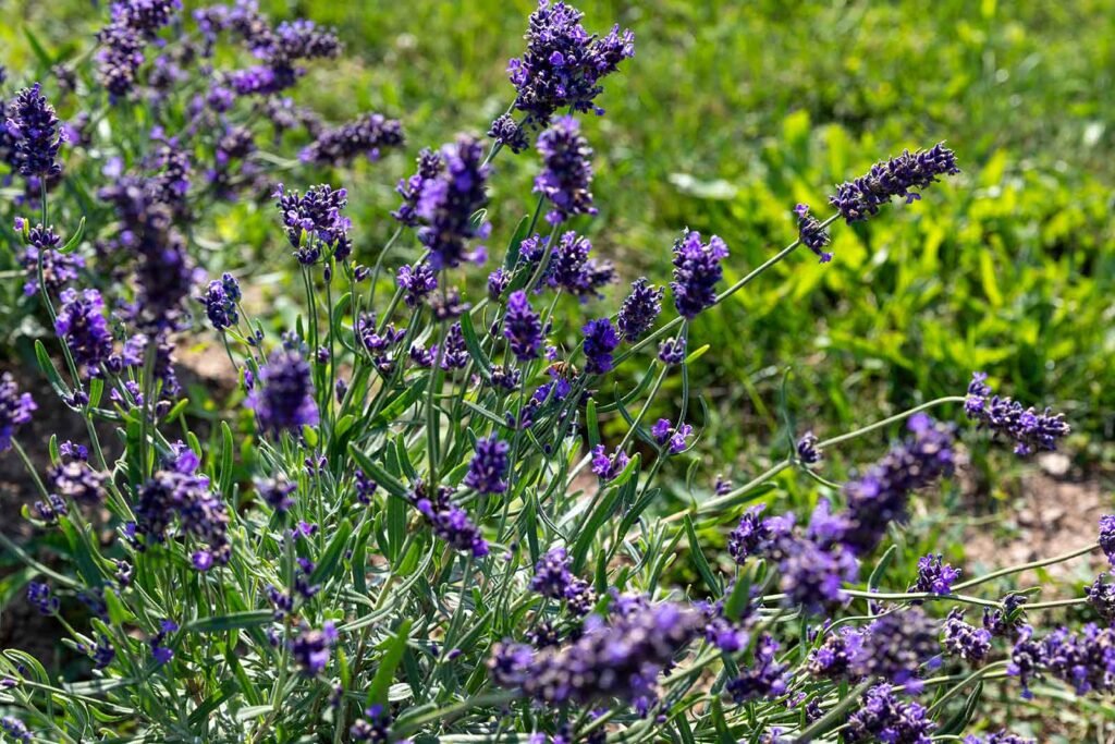 Close-up of purple lavender flowers in bright sunlight with a honeybee feeding on a blossom